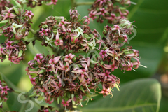 Anacardium occidentale